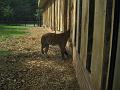 Zoo Cottbus 043